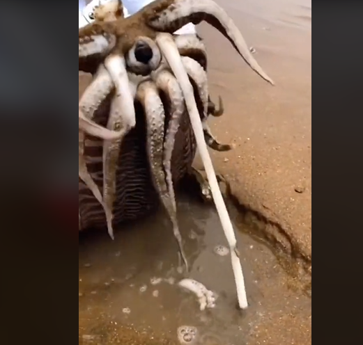 Questo "animale misterioso sulla spiaggia" è solo una seppia morta: niente da vedere