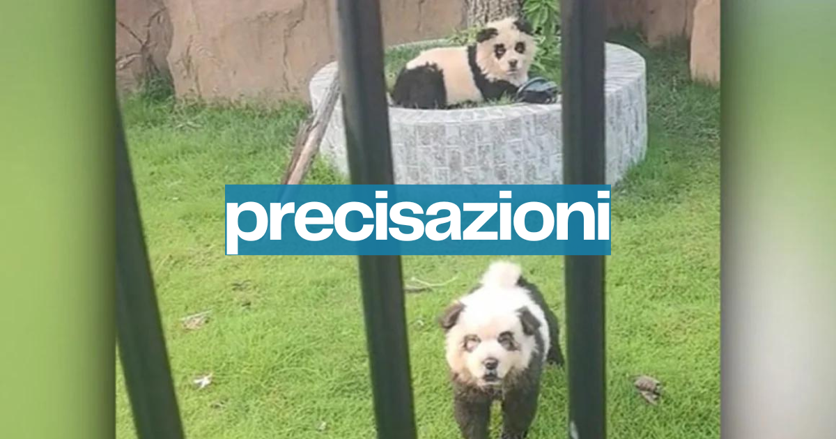 Cani truccati da panda allo zoo in Cina (ma per burla)