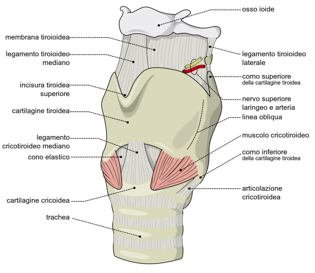 La struttura della cartilagine tiroidea, parte delle cartilagini principali della laringe, By Larynx_external_en.svg: Olek Remesz (wiki-pl: Orem, commons: Orem)derivative work: Radio89 - This file was derived from: Larynx external en.svg:, CC BY-SA 2.5, https://commons.wikimedia.org/w/index.php?curid=22433126